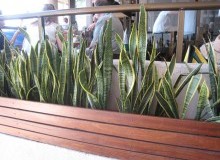 Kwikfynd Indoor Planting
lacmalac
