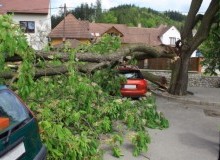 Kwikfynd Tree Cutting Services
lacmalac