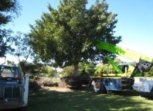 Kwikfynd Tree Management Services
lacmalac